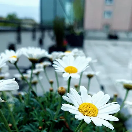 Open Garden Hostel Częstochowa