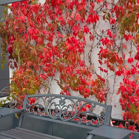 بيت شباب Open Garden