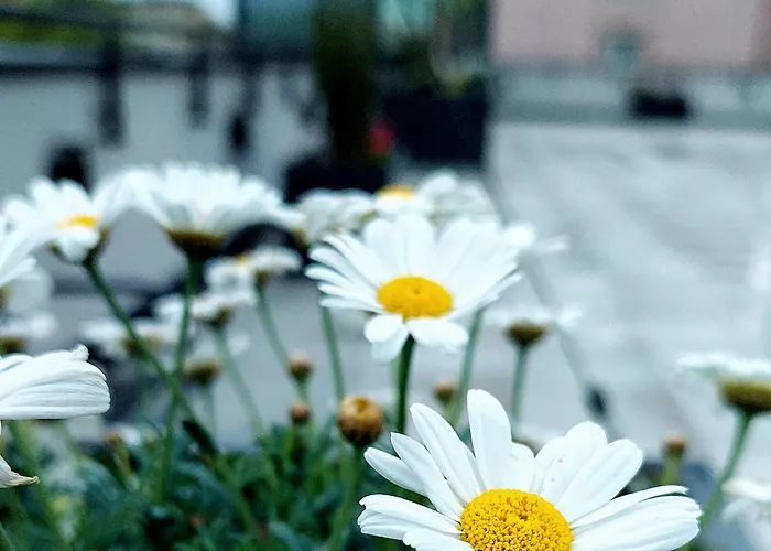 Open Garden Vandrarhem Częstochowa