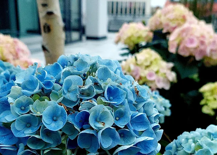 Open Garden Vandrarhem *